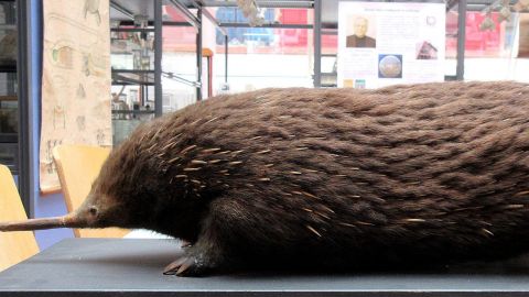 Western long-nosed echidna