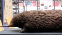 Western long-nosed echidna