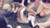 Therapy dog
